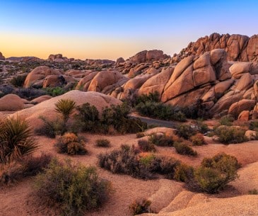 Image : Joshua Tree National Park