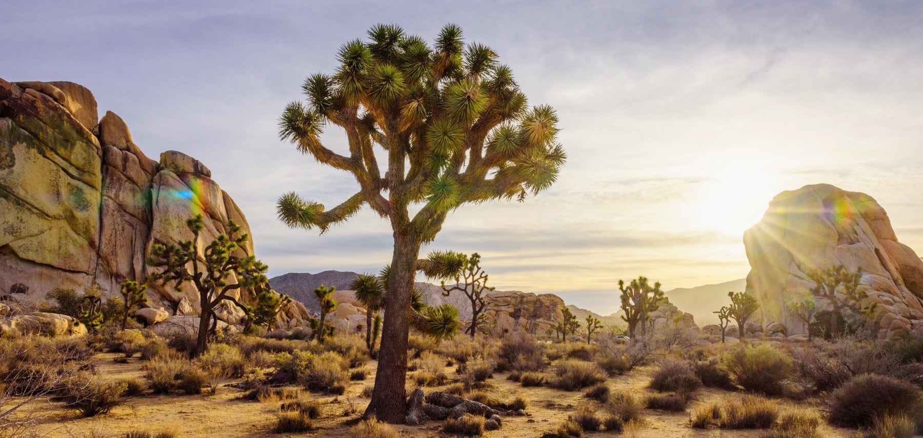 3 - JOSHUA TREE NP 1800