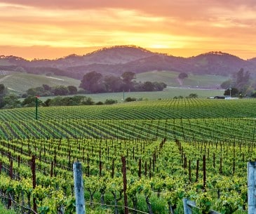 Image : Napa Valley