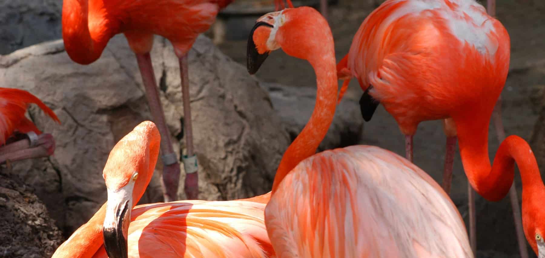 Louisiana-New-Orleans-Zoo-Gorilla-Flamingo-Family 1800