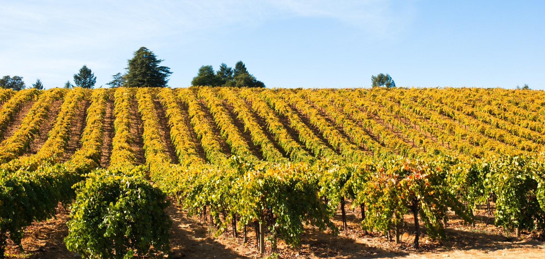 Napa Valley 1800 Shutterstock