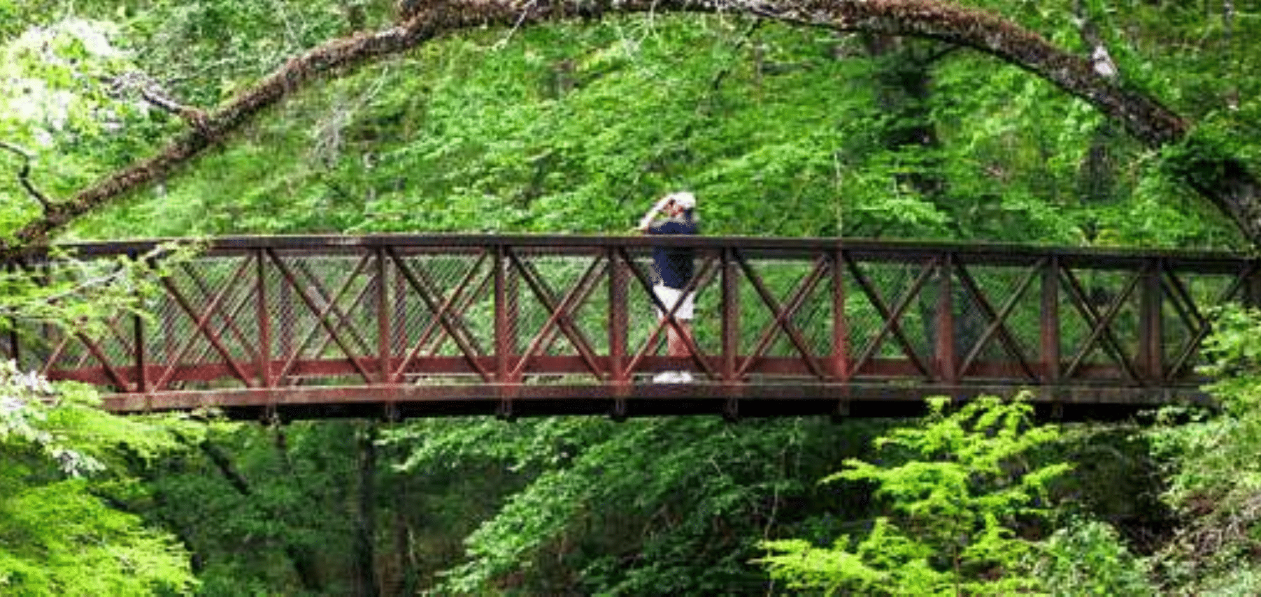 TravelTexas-Big-Thicket 1800x855