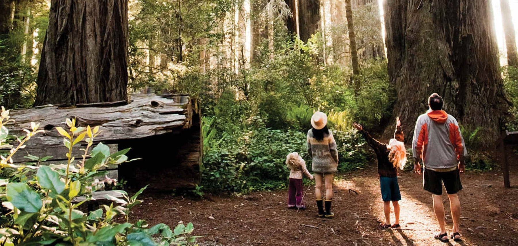 VCW_D_Redwood_T2_NC_PrairieCreekFamily_Seeff 1800