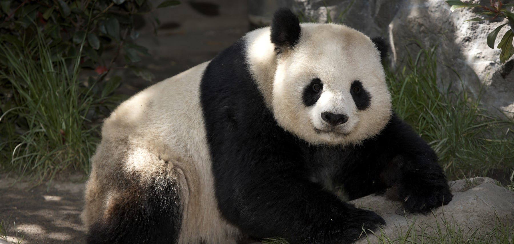 Visit-San-Diego-PandaGaoGao 1800