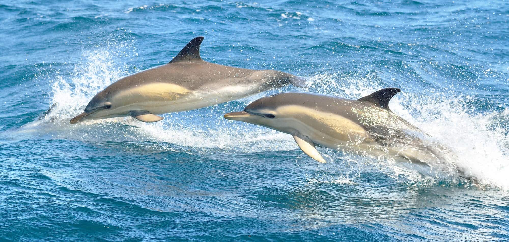 alabama-dolphins_2000x950px