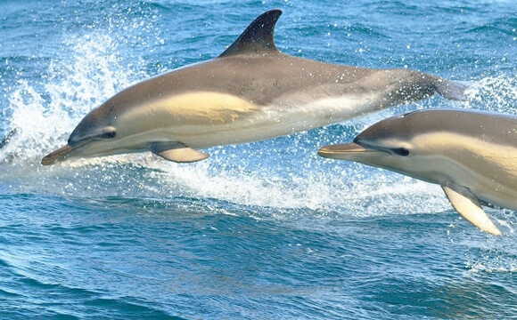 Image : Les croisières d'observation des dauphins