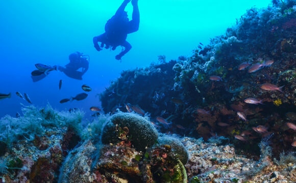 Image : La plongée dans le Golfe