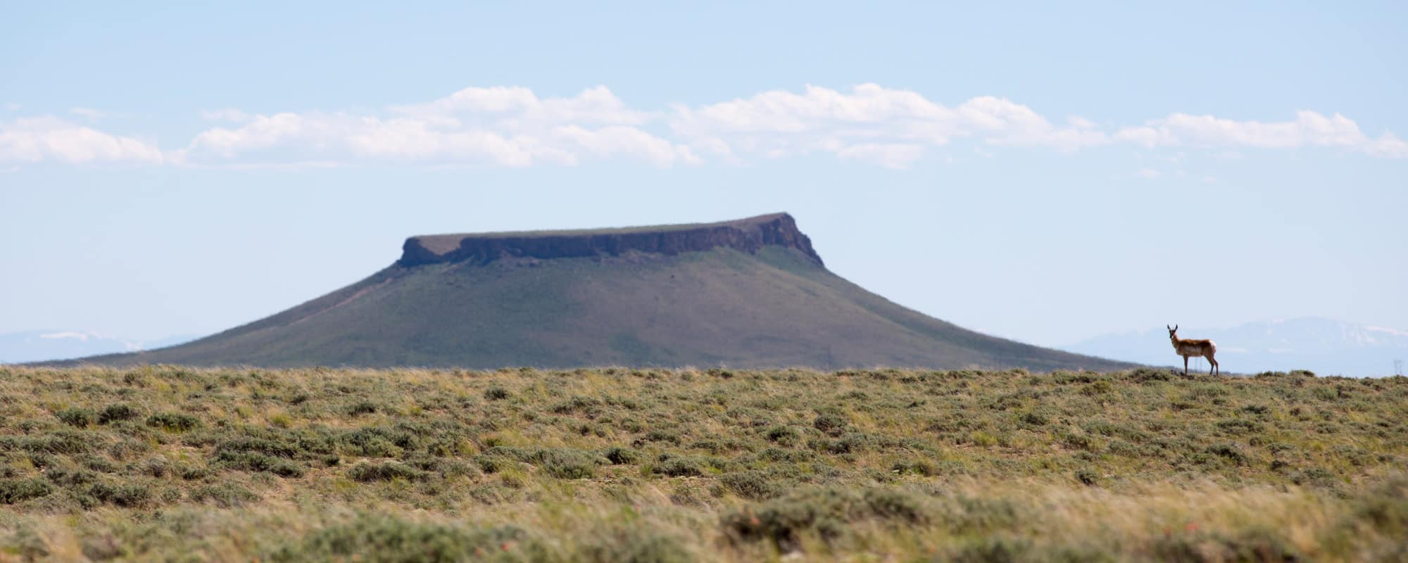 Antelope at Pilot Butte CREDIT Wyoming Office of Tourism-2000X800
