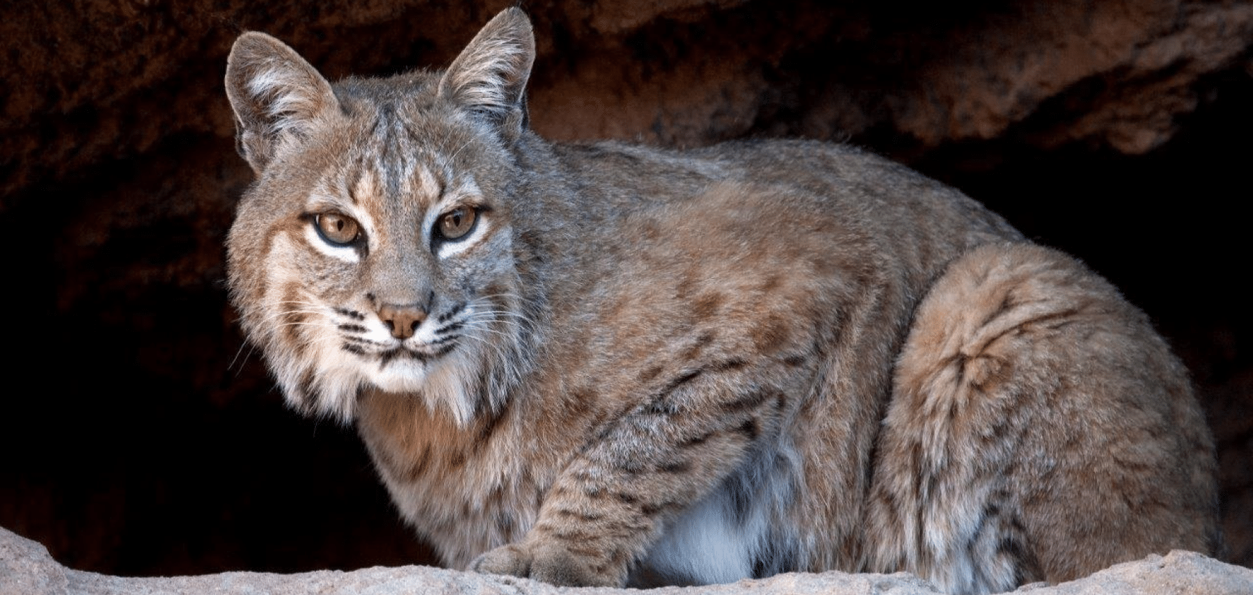 Arizona-Tucson-MetropolitanTucsonConvention&VisitorsBureau-Arizona-Sonora-Desert-Museum 1800x855