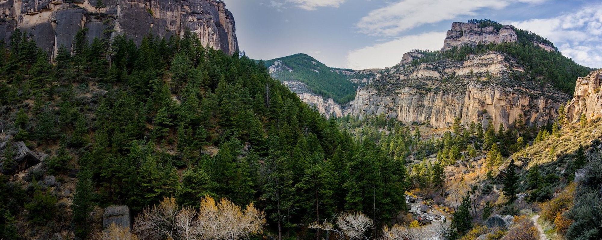 Bighorn forest-2000x800