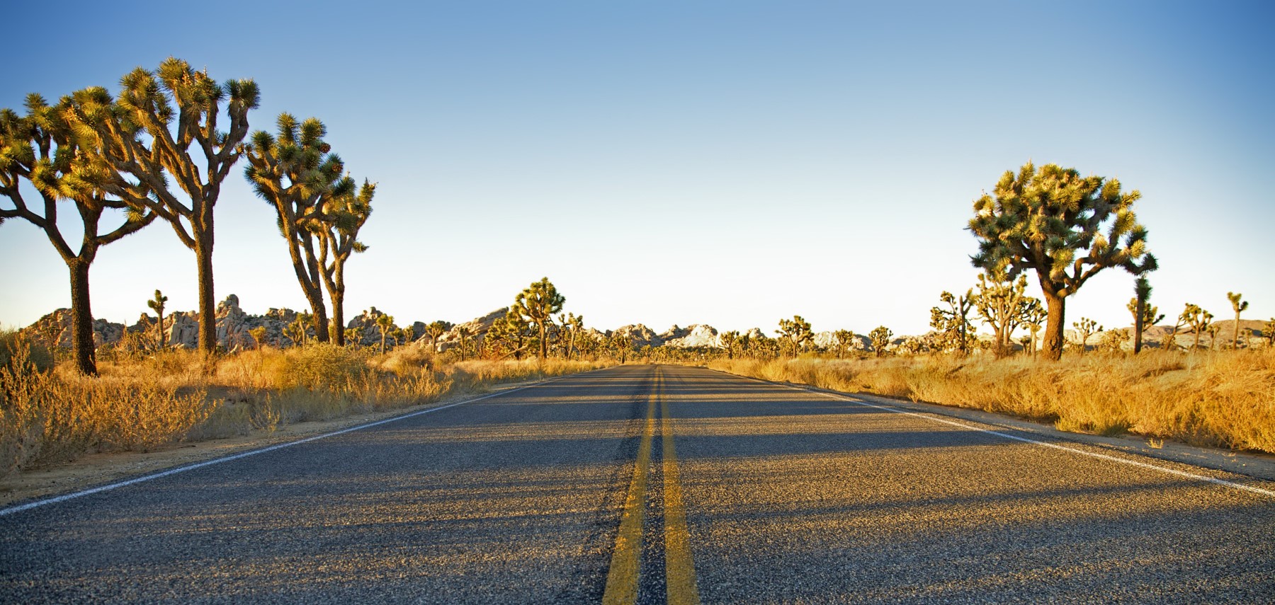 California-desert-Joshua-Tree-National-Park