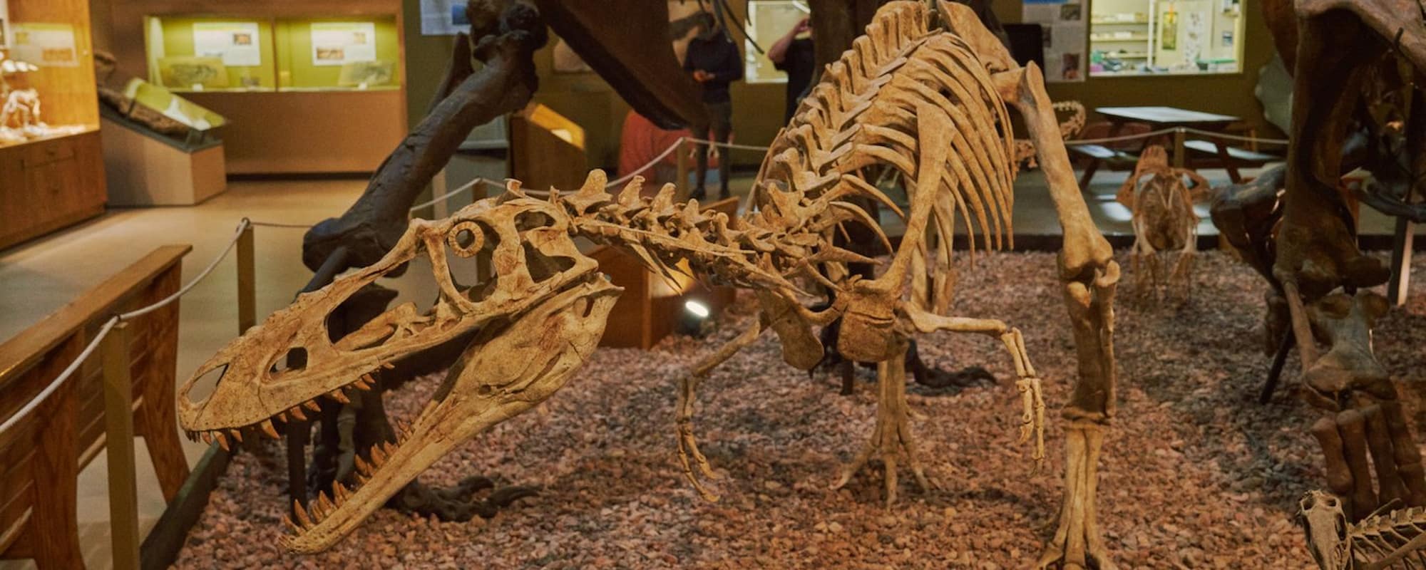 Dinosaur center-2000x800