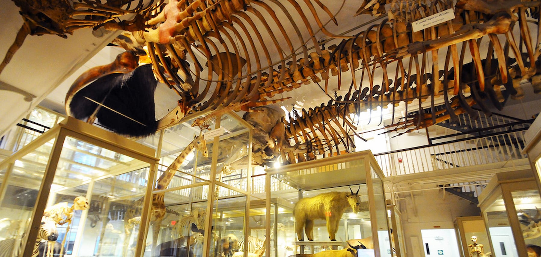 Massachusetts-CVB-Harvard-Museum-Of-Natural-History 1800 855