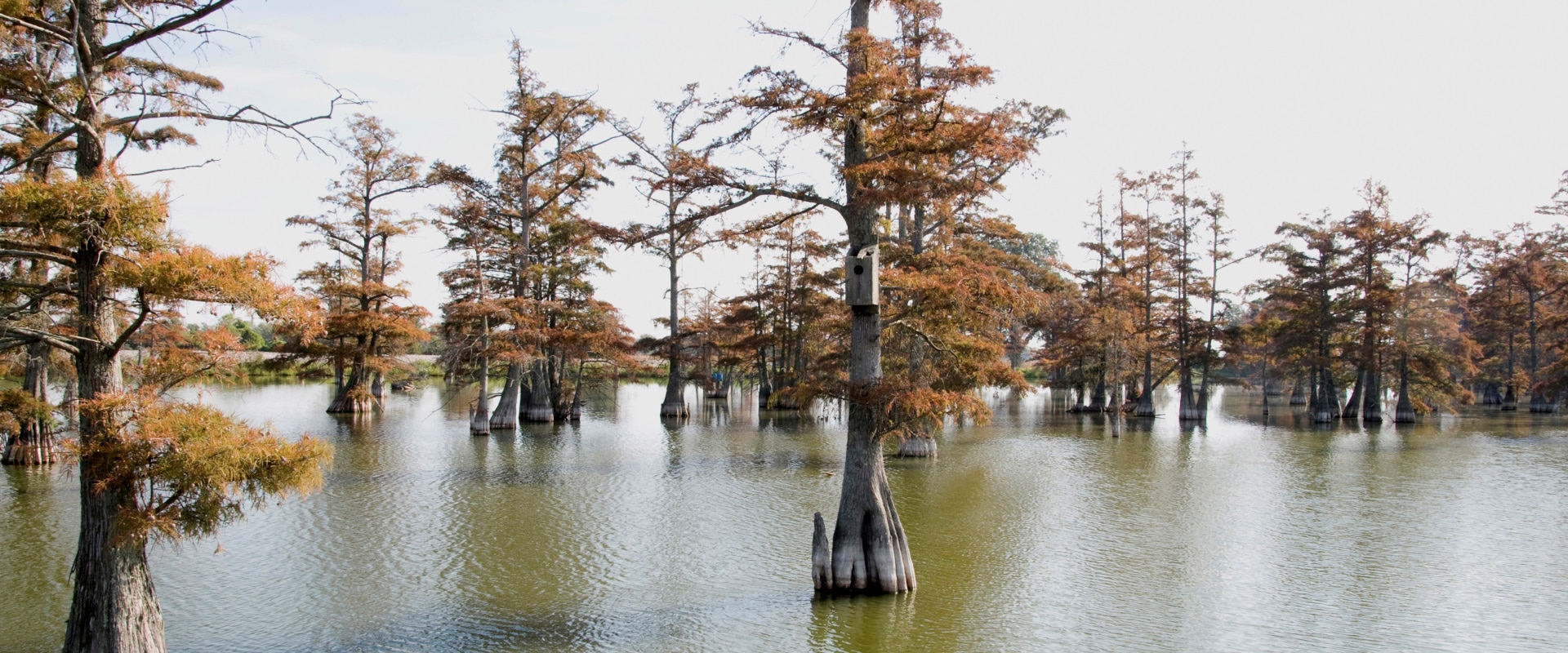 Mississippi-Coahoma-County-Tourism-Commission-Moon-Lake-Mississippi 2000 800