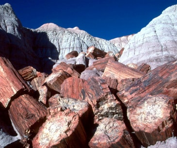 Image : Petrified Forest National Park