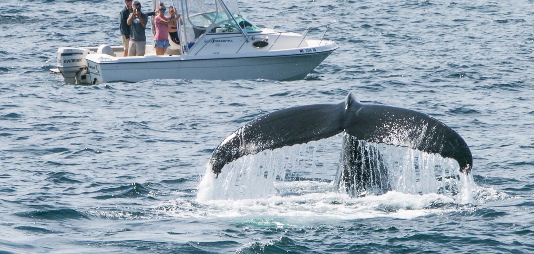 Question 10_Whales (crédit Kyle Klein_Greater Boston CVB)