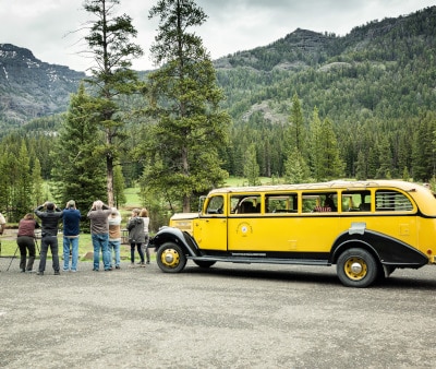 Image : Yellow buses dans Yellowstone