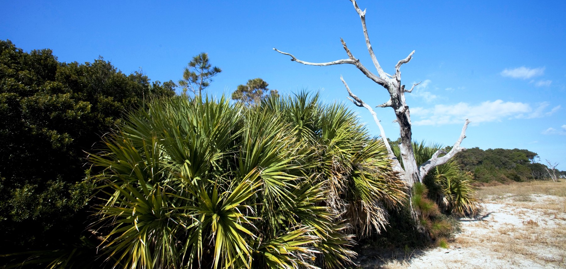 Caroline du Sud - driftwood on beach - daufuskie island
