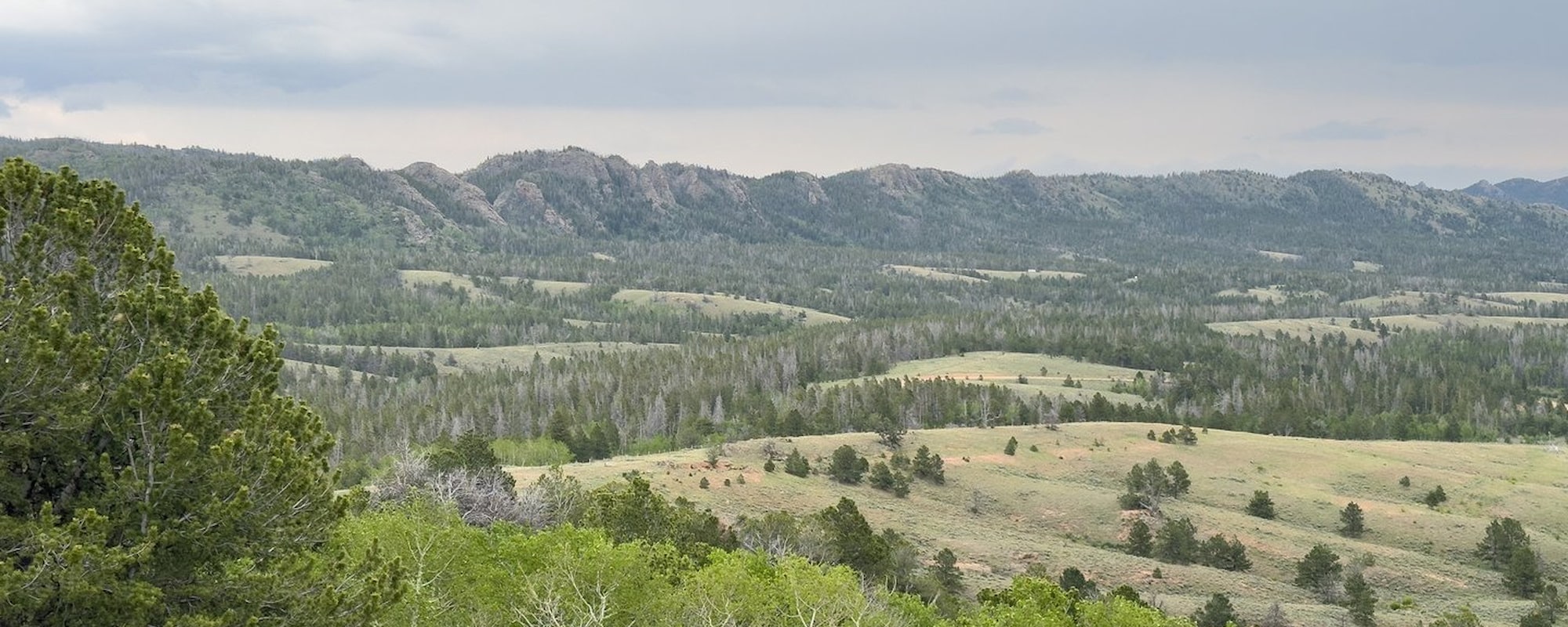 medicine bow 2000x800