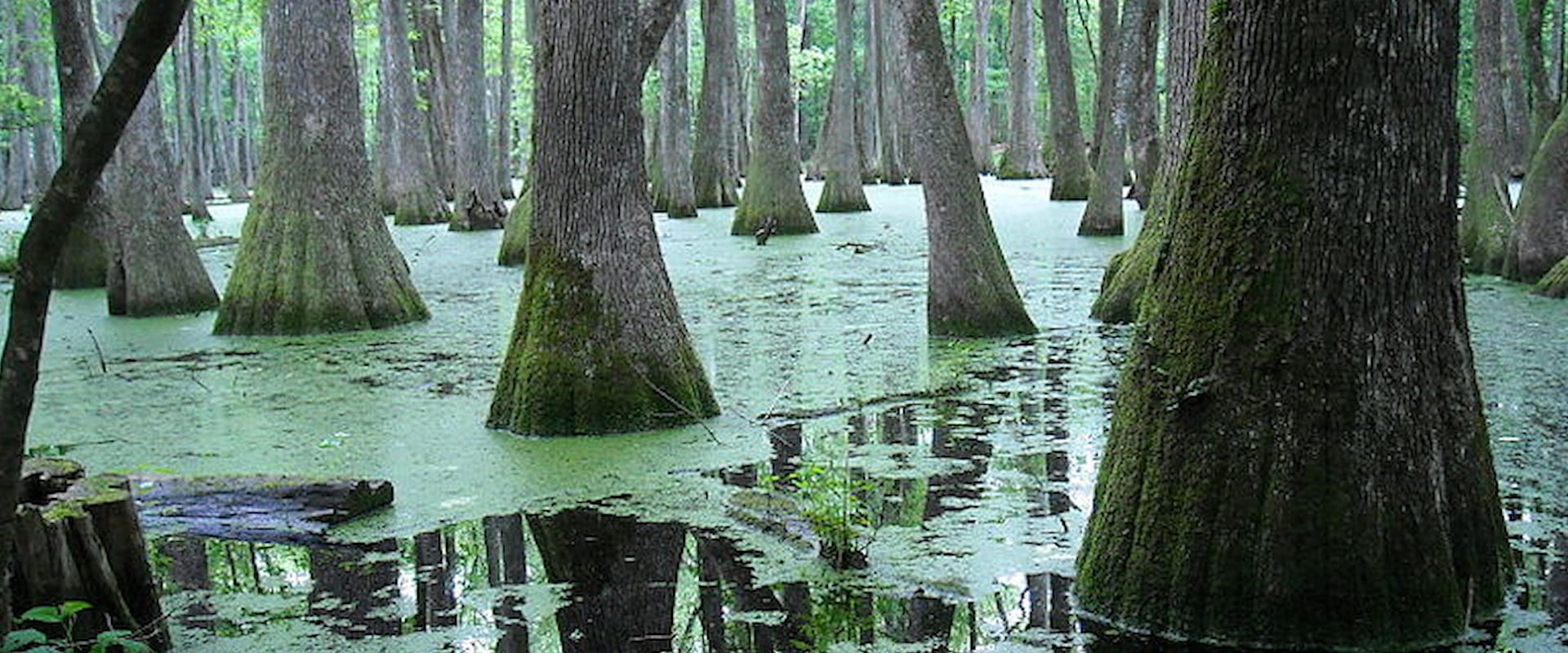 mississippi-visit-mississippi-Pearl-River-Pearl-River-Waterfowl-Refuge-Mississippi 2000 800