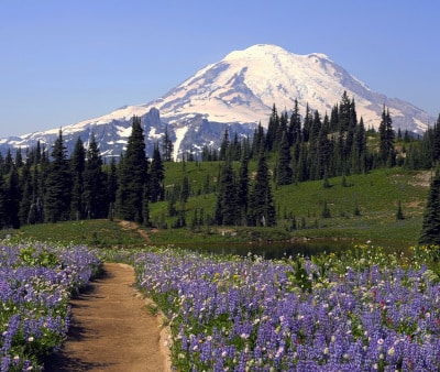 Image : Mt Rainier National Park