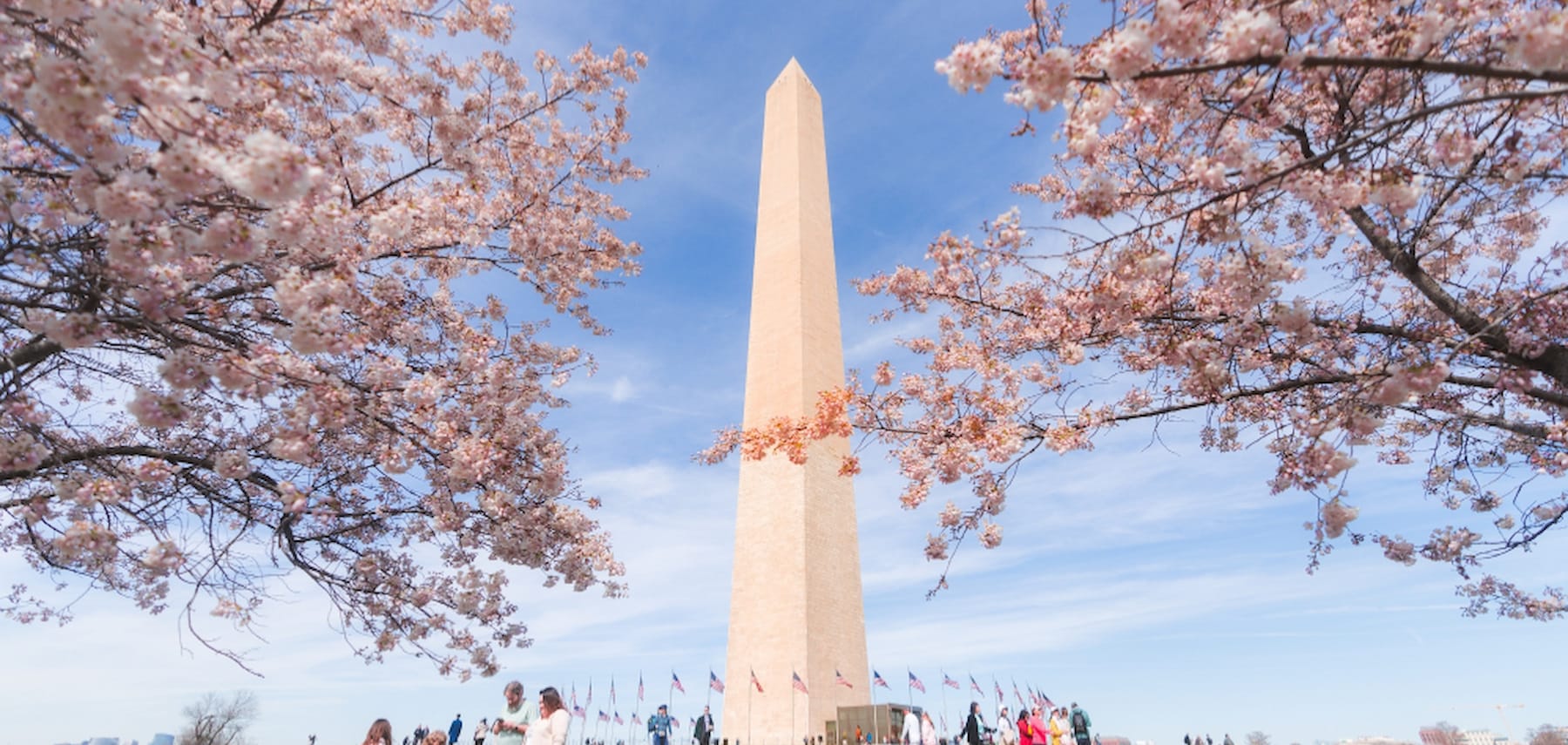 Cherry Blossoms in DC courtesy of washington 1800 855