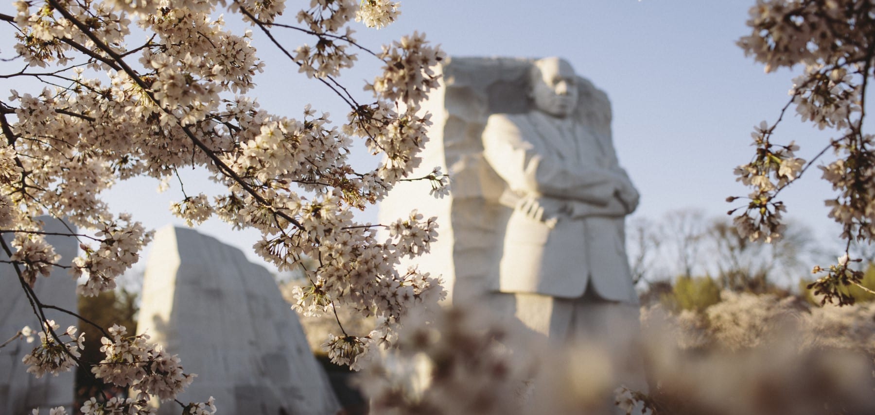 MLK Jr Memorial with Cherry Blossoms courtesy of washington 1800