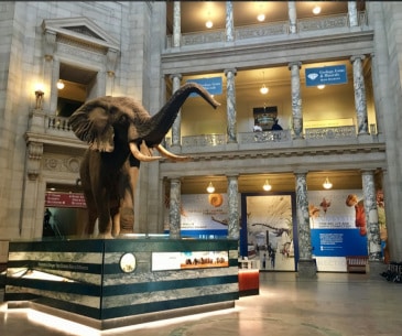 Image : National Museum of Natural History