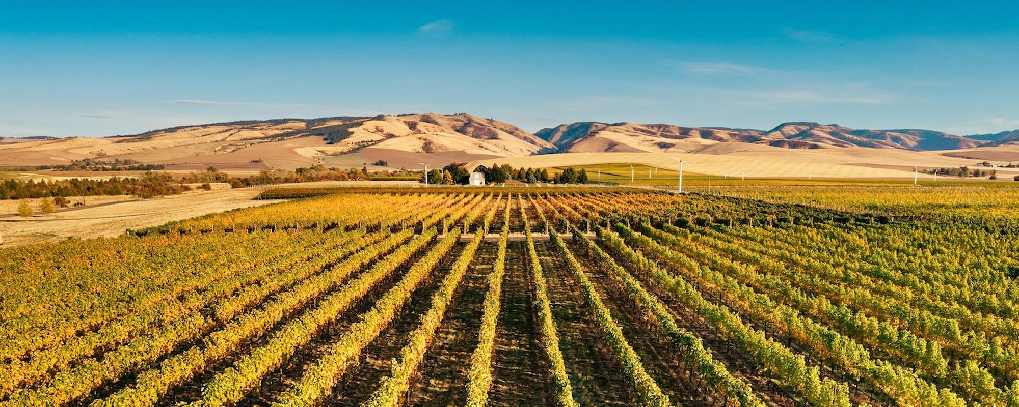 Vignobles-2000x800