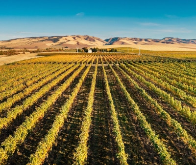 Image : Les vignobles de Washington State