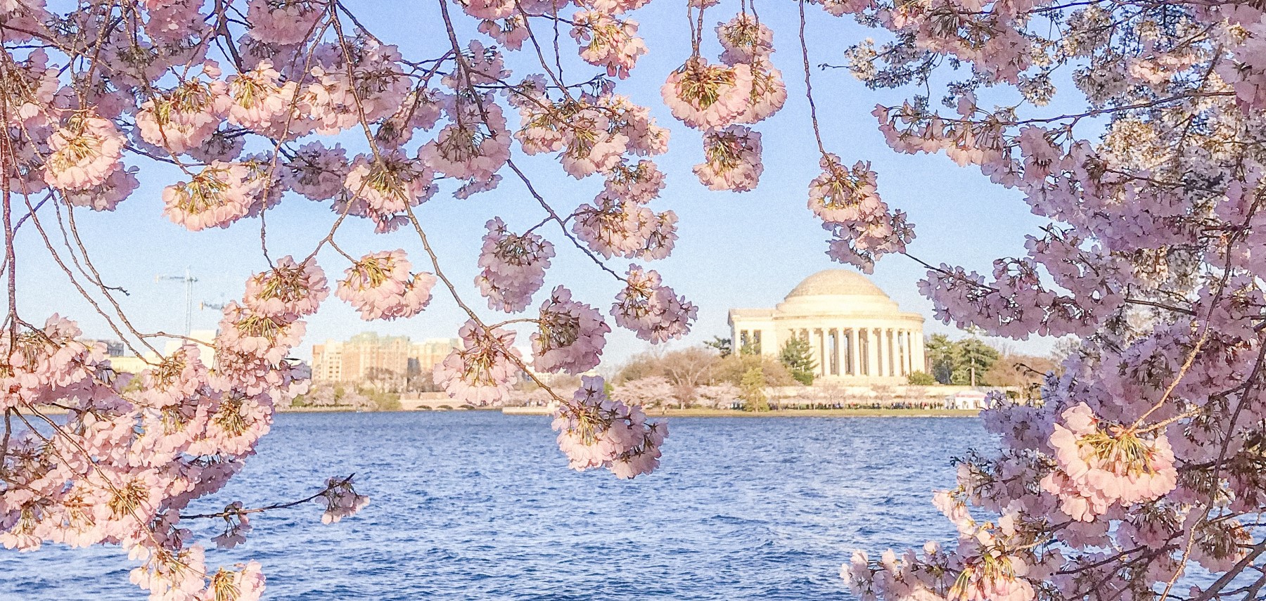 Washington DC - cerisiers en fleurs