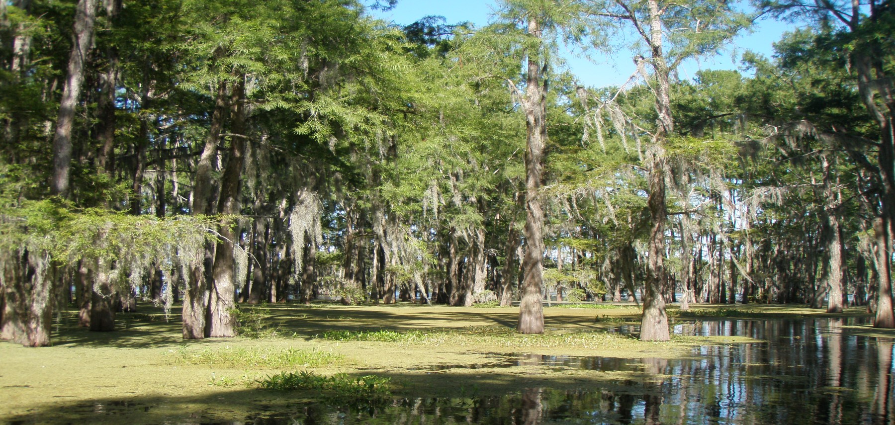 LOUISIANA-Atchafalaya1