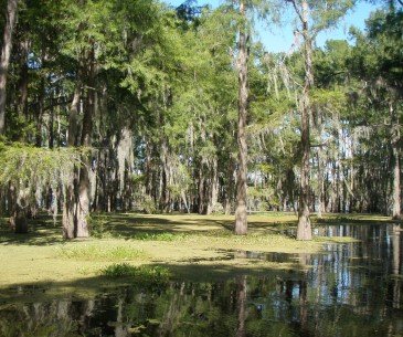 Image : Le Bassin d'Atchafalaya
