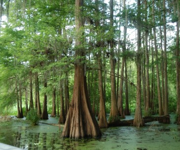Image : Lake Martin