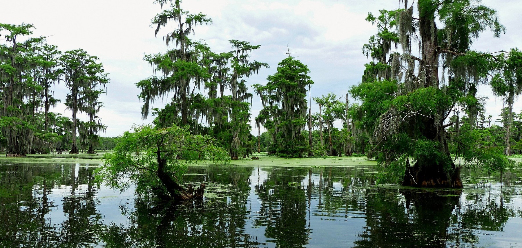 LOUISIANA-bayou2