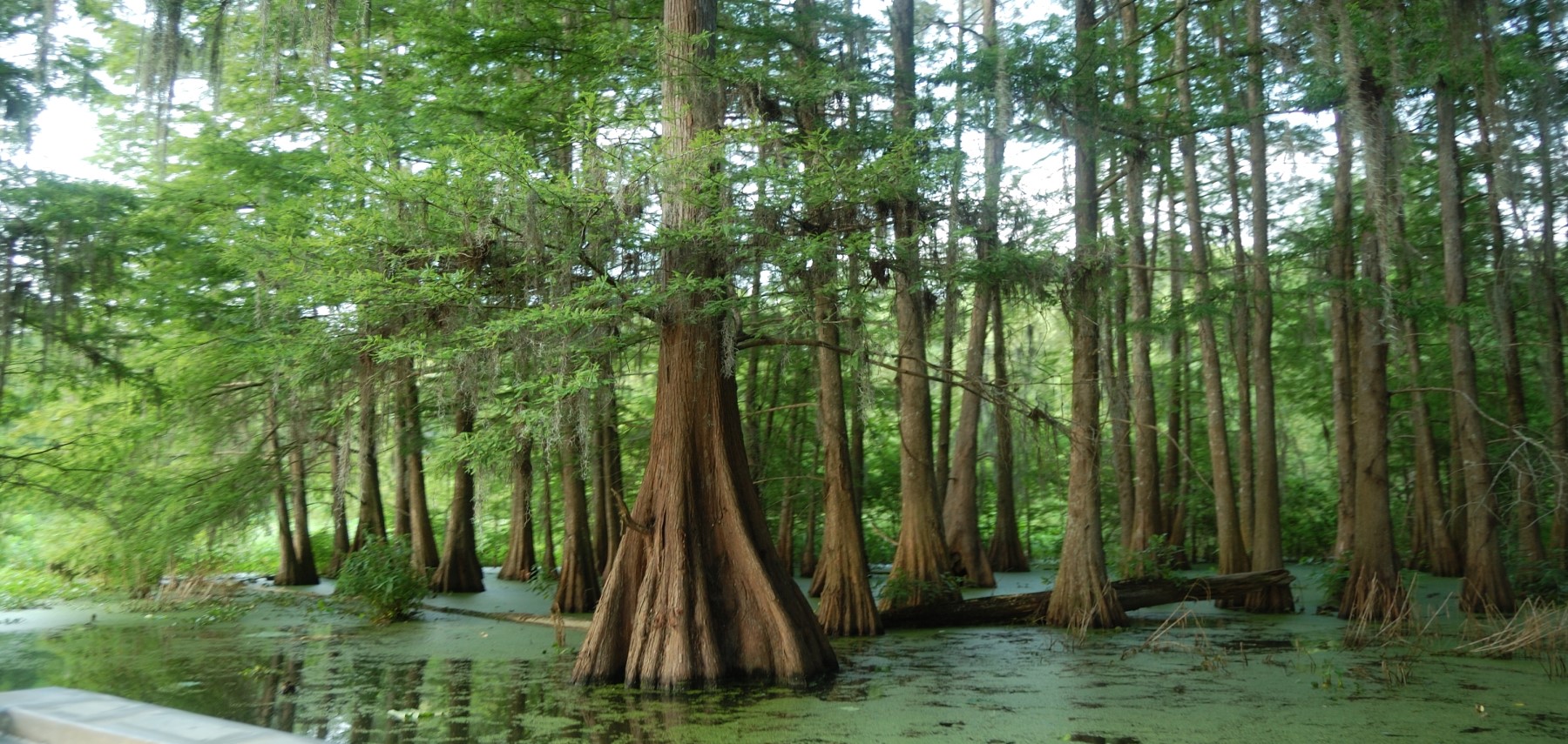 Lake Martin2