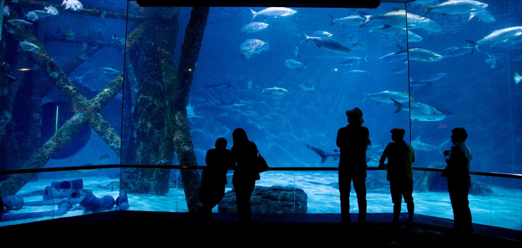 Louisiana-Audubon-Aquarium-Of-The-Americas