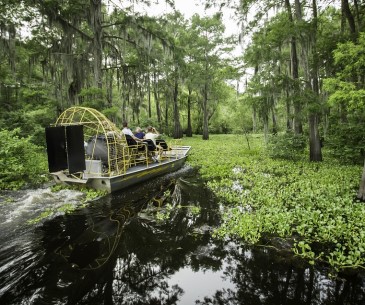 Image : Excursion dans les bayous