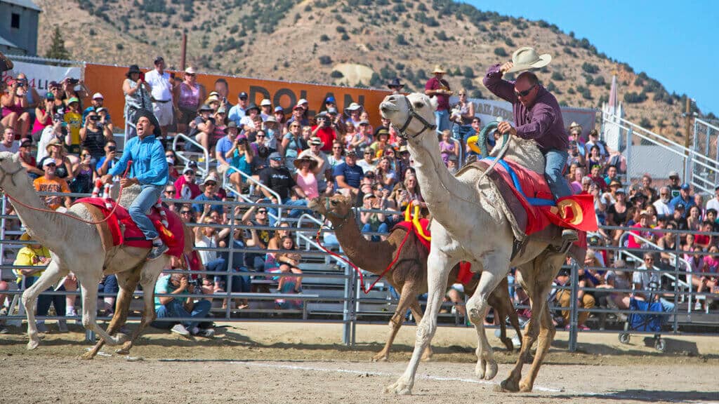 Virginia City International Camel Races