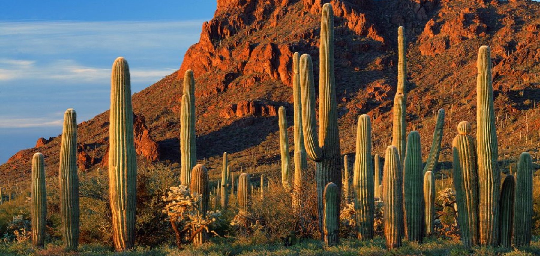 Arizona-Tucson-MetropolitanTucsonConvention&VisitorsBureau-Organ-Pipe-National-Monument