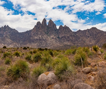 Image : Las Cruces