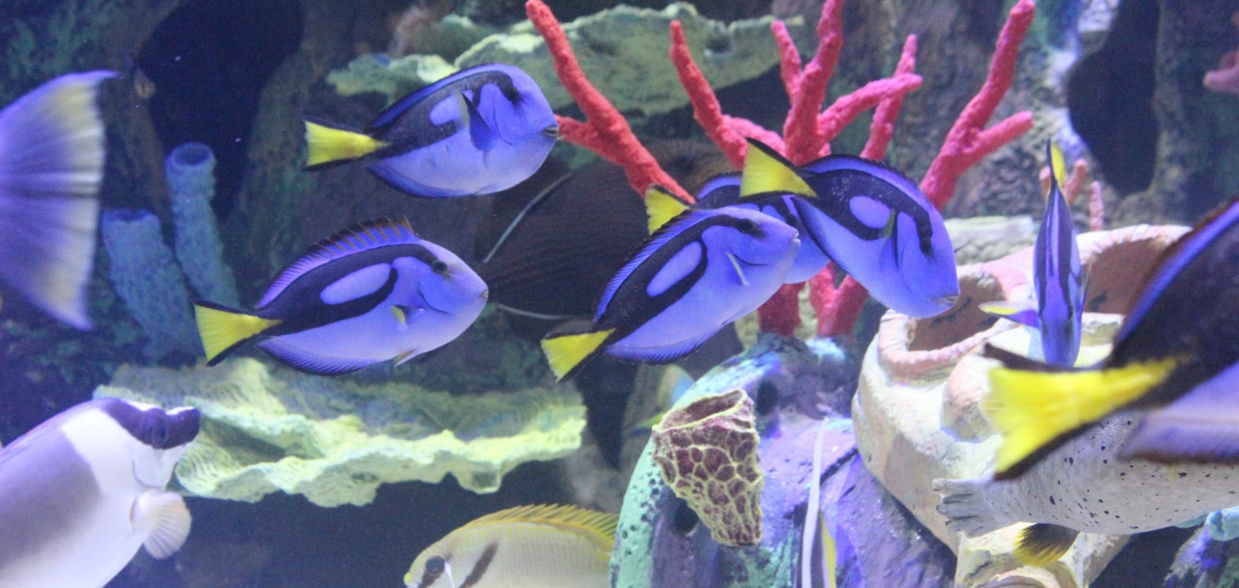 Minnesota-Great-Lakes-Aquarium
