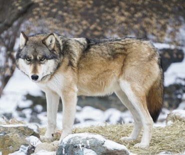 Image : International Wolf Center