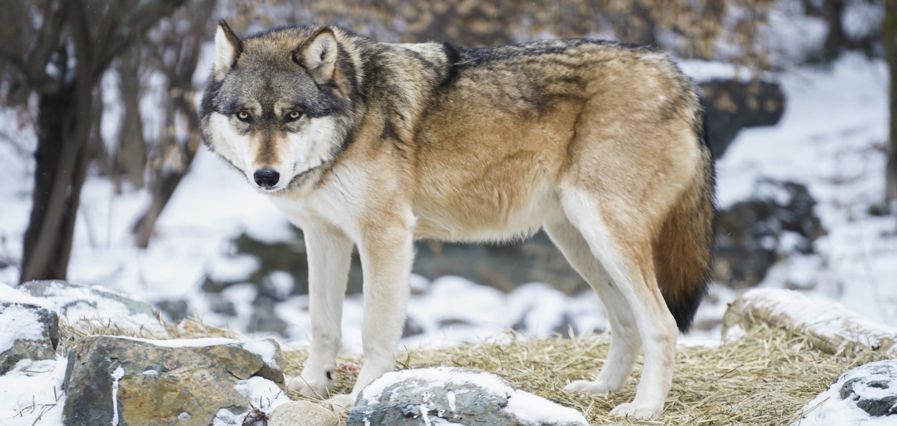 Minnesota-International-Wolf-Center