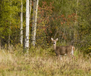 Image : Les 2 forêts nationales