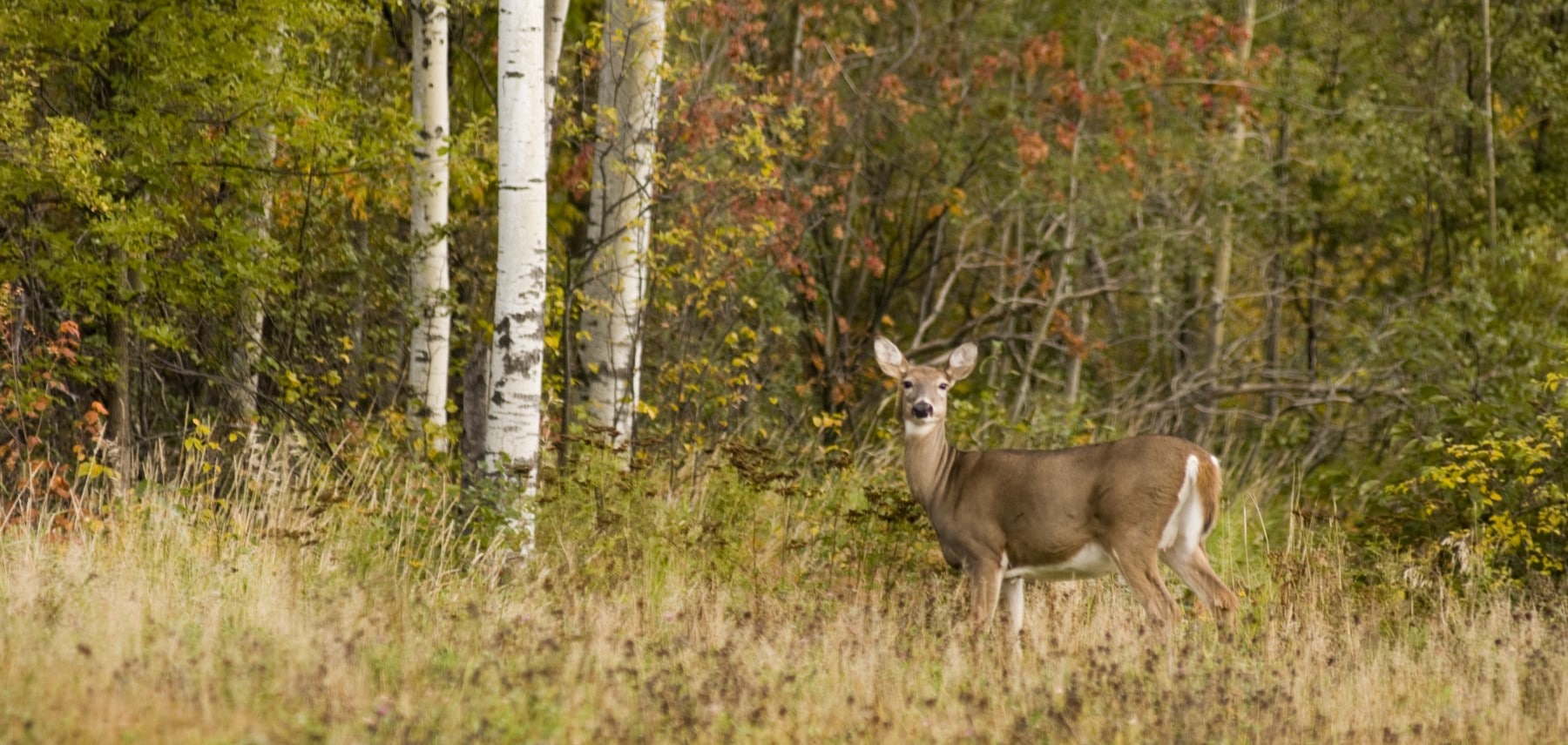 Minnesota-National-Forests