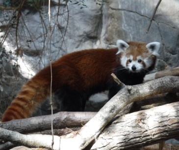 Image : Minnesota Zoo
