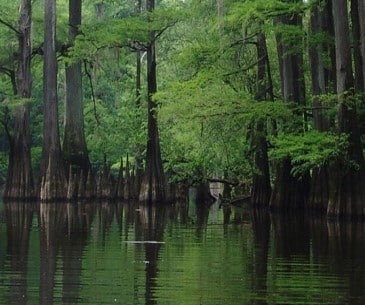 Image : Big Thicket