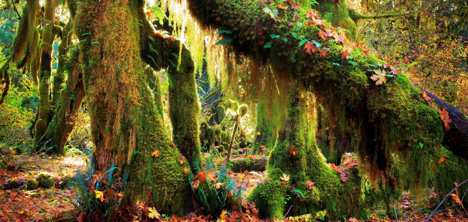 Washington-WashingtonState-WashingtonStateTourism-Hoh-Rainforest