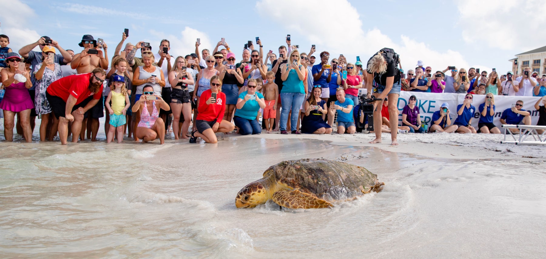 1800x855 LOGGERHEAD TURTLE RELEASE CLEARWATER MARINE AQUARIUM-1